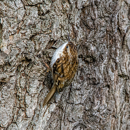 Common treecreeper