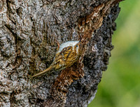 Common treecreeper