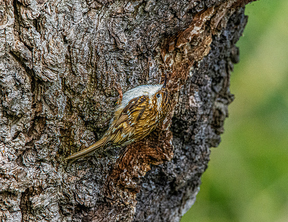 Common treecreeper