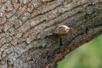 Common treecreeper