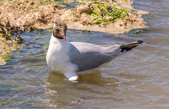 Black headed gull