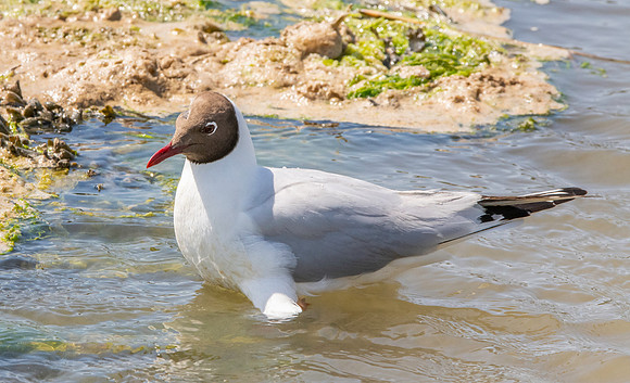Black headed gull