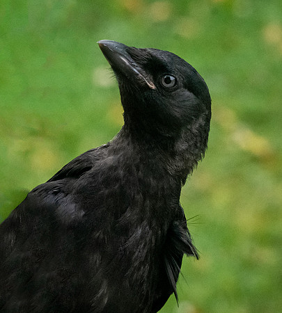 Jackdaw, juvenile