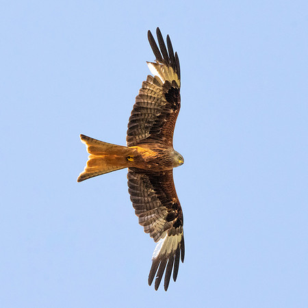 Red kite, flying