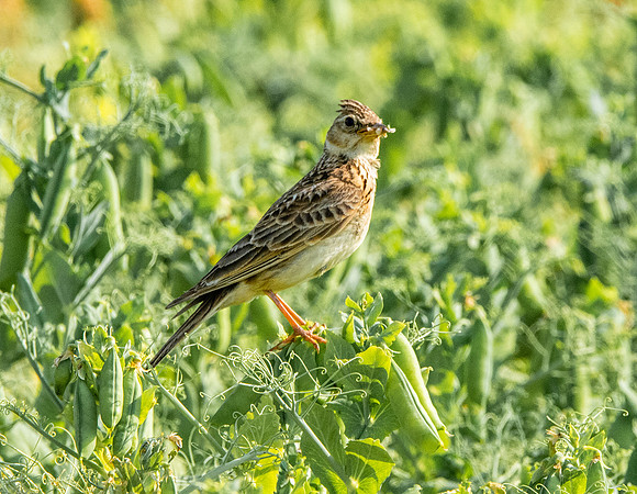 Skylark