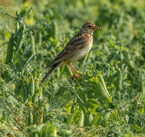 Skylark