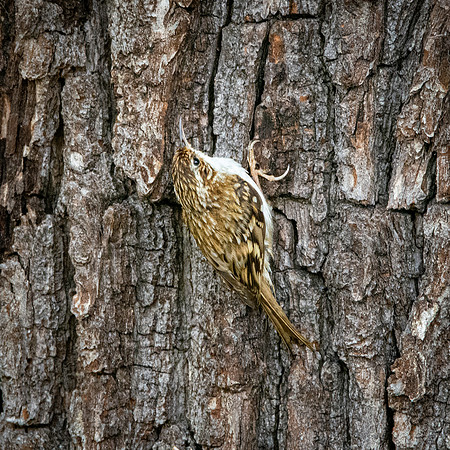 Treecreeper