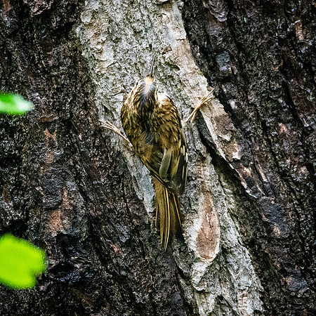 Treecreeper