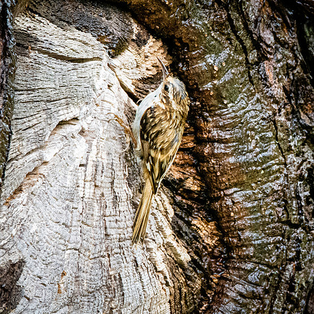 Treecreeper