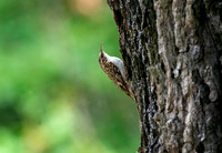 Treecreeper