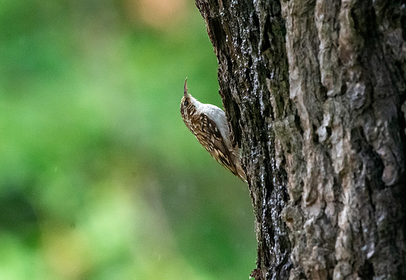 Treecreeper
