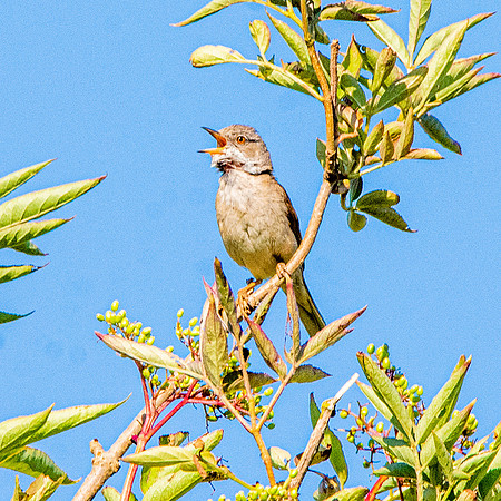 Whitethroat