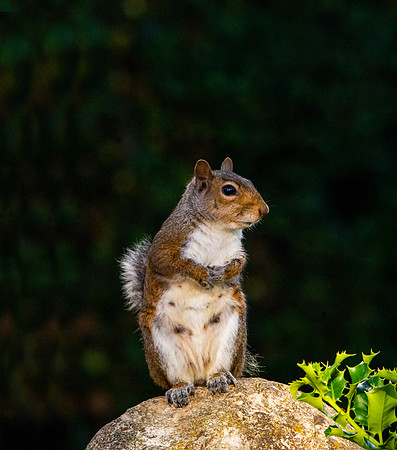 Grey squirrel, female