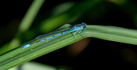 Azure bluet