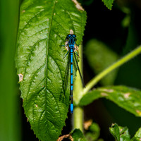 Azure bluet