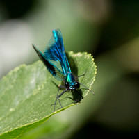 Banded demoiselle