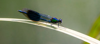 Banded demoiselle