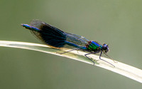 Banded demoiselle
