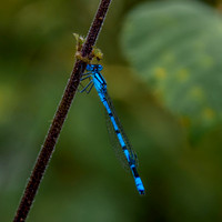 Common blue damselfly