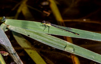 Blue-tailed damselfly, teneral
