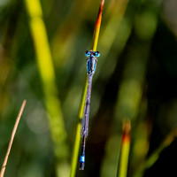 Blue-tailed damselfly