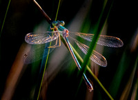 Migrant spreadwing