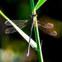 Migrant spreadwing