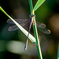 Migrant spreadwing