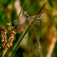Migrant spreadwing