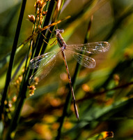 Migrant spreadwing