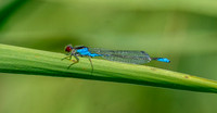 Small red eyed damselfly