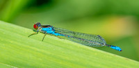Small red eyed damselfly