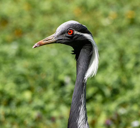 Demoiselle Crane