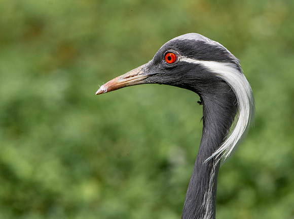 Demoiselle Crane