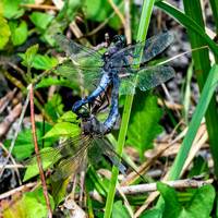 Black tailed skimmer