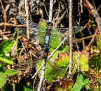 Black tailed skimmer