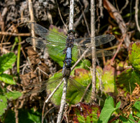 Black tailed skimmer
