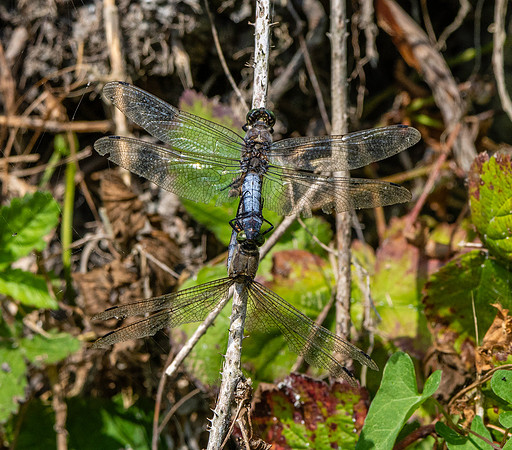 Black tailed skimmer