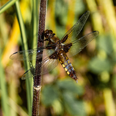 Broad bodied chaser