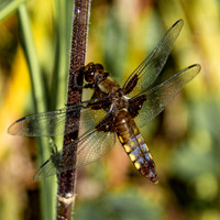 Broad bodied chaser