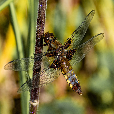 Broad bodied chaser