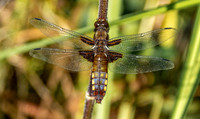 Broad bodied chaser