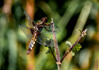 Broad bodied chaser