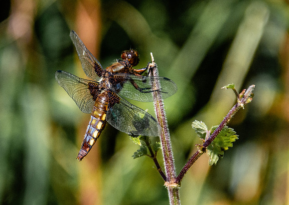 Broad bodied chaser