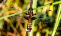 Broad bodied chaser
