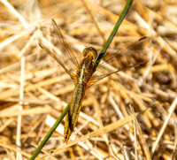 Broad bodied chaser