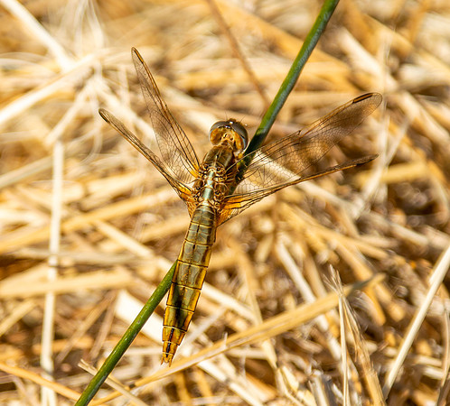Broad bodied chaser