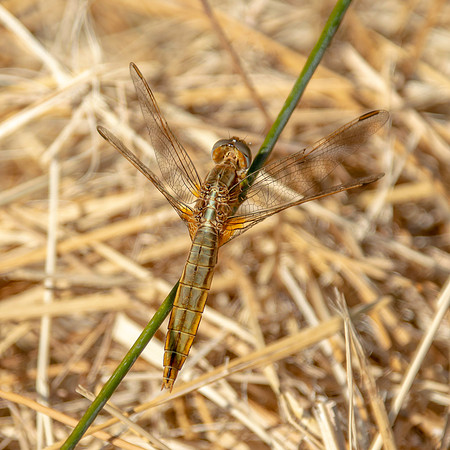 Broad bodied chaser