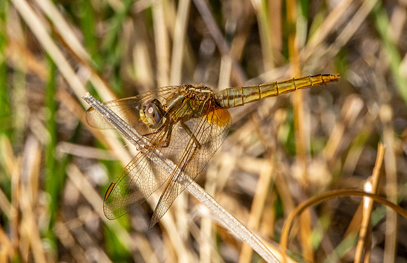 Broad scarlet / Scarlet darter - female