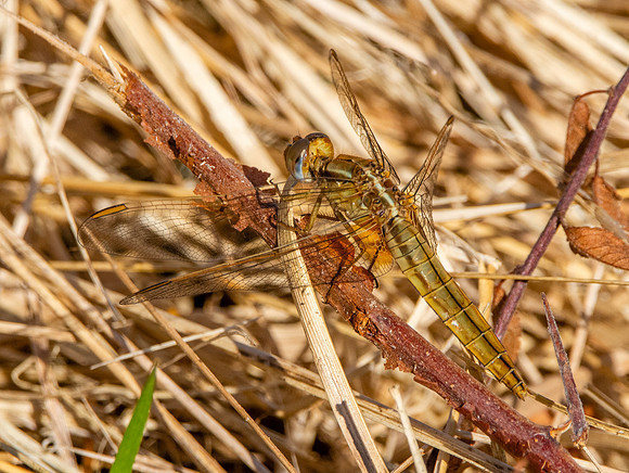 Broad scarlet / Scarlet darter - female